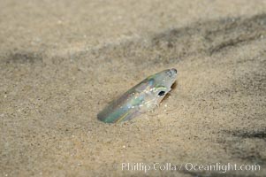 California grunion, Leuresthes tenuis, Carlsbad