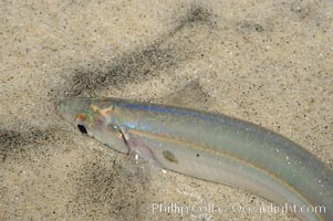 California grunion, Leuresthes tenuis, Carlsbad