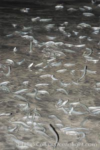 California grunion, Leuresthes tenuis, Carlsbad