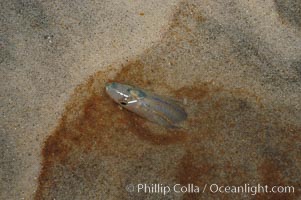 California grunion, Leuresthes tenuis, Carlsbad