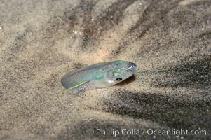 California grunion, Leuresthes tenuis, Carlsbad