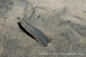 California grunion, Leuresthes tenuis, Carlsbad