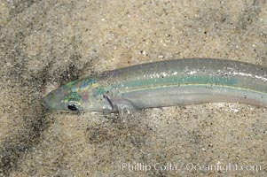 California grunion, Leuresthes tenuis, Carlsbad