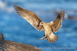 California gull juvenile (suspected), in flight with wings spread to land, La Jolla