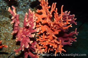 California hydrocoral, Allopora californica, Stylaster californicus