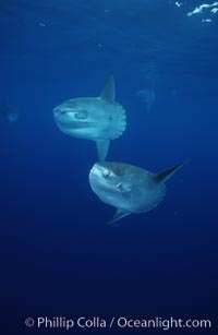 Ocean sunfish schooling, open ocean near San Diego, Mola mola