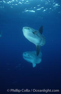 Ocean sunfish schooling, open ocean near San Diego, Mola mola