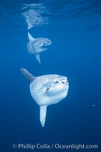 Ocean sunfish schooling, open ocean near San Diego, Mola mola