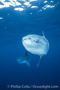 Ocean sunfish schooling, open ocean near San Diego, Mola mola