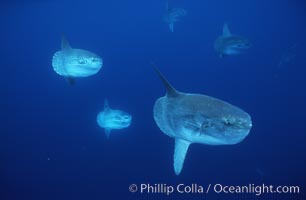 Ocean sunfish schooling, open ocean near San Diego, Mola mola