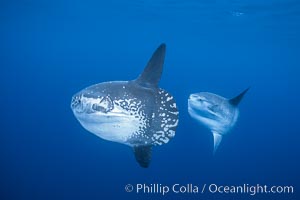 Ocean sunfish schooling, open ocean near San Diego, Mola mola