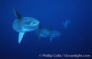 Ocean sunfish schooling, open ocean near San Diego, Mola mola