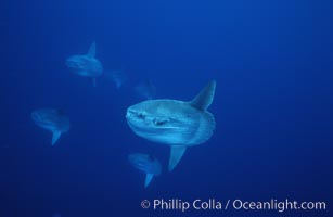 Ocean sunfish schooling, open ocean near San Diego, Mola mola