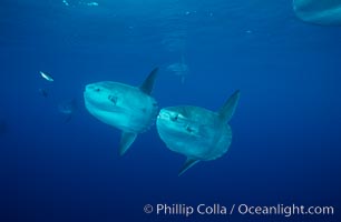 Ocean sunfish schooling, open ocean near San Diego, Mola mola