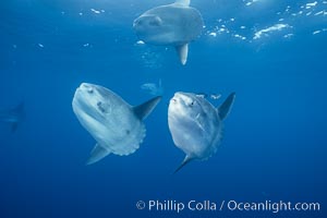 Ocean sunfish schooling, open ocean near San Diego, Mola mola