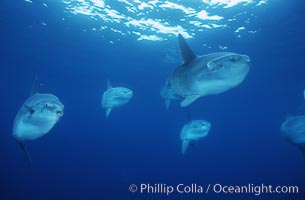 Ocean sunfish schooling, open ocean near San Diego, Mola mola