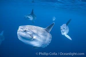 Ocean sunfish schooling, open ocean near San Diego, Mola mola