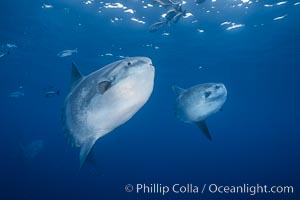 Ocean sunfish schooling, open ocean near San Diego, Mola mola