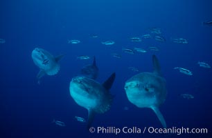 Ocean sunfish, open ocean near San Diego, Mola mola