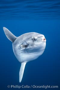 Ocean sunfish, open ocean near San Diego, Mola mola