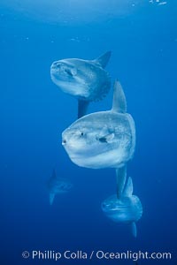 Ocean sunfish schooling, open ocean near San Diego, Mola mola