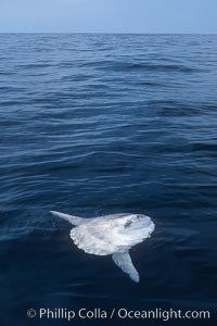 Ocean sunfish basking flat on the ocean surface, open ocean, Mola mola, San Diego, California