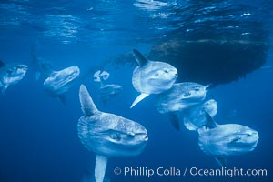 Ocean sunfish schooling near drift kelp, soliciting cleaner fishes, open ocean, Baja California, Mola mola