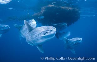 Ocean sunfish schooling near drift kelp, soliciting cleaner fishes, open ocean, Baja California., Mola mola, natural history stock photograph, photo id 06306