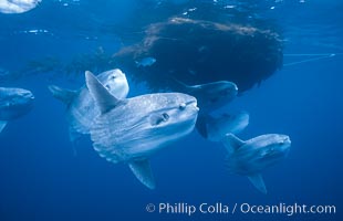 Ocean sunfish schooling near drift kelp, soliciting cleaner fishes, open ocean, Baja California, Mola mola