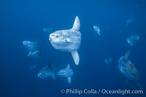 Ocean sunfish schooling near drift kelp, soliciting cleaner fishes, open ocean, Baja California, Mola mola