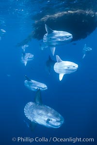 Ocean sunfish schooling near drift kelp, soliciting cleaner fishes, open ocean, Baja California, Mola mola