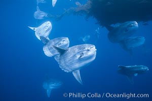 Ocean sunfish schooling near drift kelp, soliciting cleaner fishes, open ocean, Baja California, Mola mola