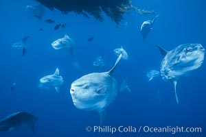 Ocean sunfish schooling near drift kelp, soliciting cleaner fishes, open ocean, Baja California, Mola mola