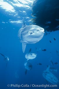 Ocean sunfish schooling near drift kelp, soliciting cleaner fishes, open ocean, Baja California, Mola mola