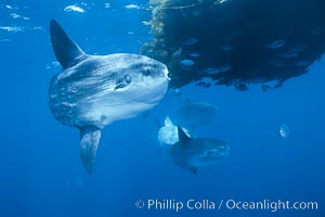 Ocean sunfish schooling near drift kelp, soliciting cleaner fishes, open ocean, Baja California, Mola mola