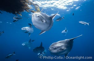 Mola madness! This paddy had over 40 large molas under it. Ocean sunfish schooling near drift kelp, soliciting cleaner fishes, open ocean, Baja California.