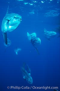 Ocean sunfish schooling near drift kelp, soliciting cleaner fishes, open ocean, Baja California, Mola mola