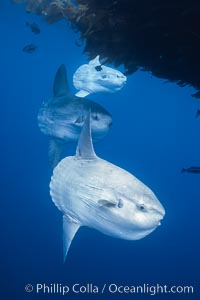 Ocean sunfish schooling near drift kelp, soliciting cleaner fishes, open ocean, Baja California, Mola mola