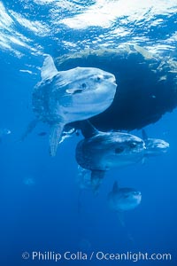 Ocean sunfish schooling near drift kelp, soliciting cleaner fishes, open ocean, Baja California, Mola mola