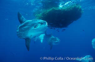 Ocean sunfish schooling near drift kelp, soliciting cleaner fishes, open ocean, Baja California, Mola mola