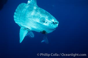 Ocean sunfish schooling near drift kelp, soliciting cleaner fishes to remove large group of parasitic copepods, open ocean, Baja California, Mola mola