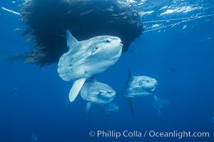 Ocean sunfish schooling near drift kelp, soliciting cleaner fishes, open ocean, Baja California, Mola mola