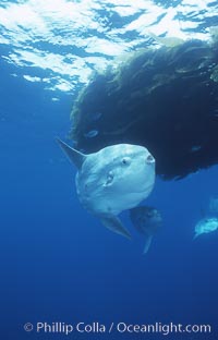 Ocean sunfish near drift kelp, open ocean, Baja California, Mola mola