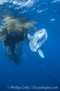 Ocean sunfish near drift kelp, soliciting cleaner fishes, open ocean, Baja California., Mola mola, natural history stock photograph, photo id 06377