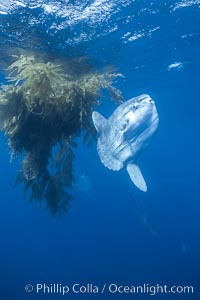 Ocean sunfish near drift kelp, soliciting cleaner fishes, open ocean, Baja California, Mola mola