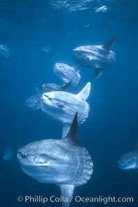 Ocean sunfish schooling near drift kelp, soliciting cleaner fishes, open ocean, Baja California, Mola mola