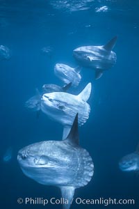 Ocean sunfish schooling near drift kelp, soliciting cleaner fishes, open ocean, Baja California, Mola mola