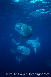 Ocean sunfish schooling near drift kelp, soliciting cleaner fishes, open ocean, Baja California, Mola mola