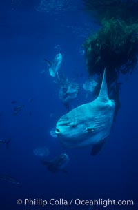 Ocean sunfish schooling near drift kelp, soliciting cleaner fishes, open ocean, Baja California, Mola mola