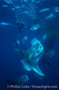 Ocean sunfish schooling near drift kelp, soliciting cleaner fishes, open ocean, Baja California, Mola mola